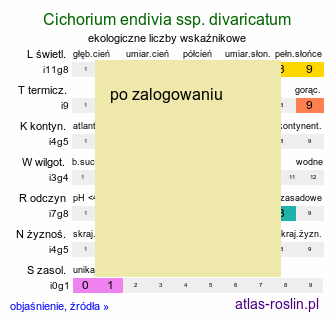 ekologiczne liczby wskaźnikowe Cichorium endivia ssp. divaricatum