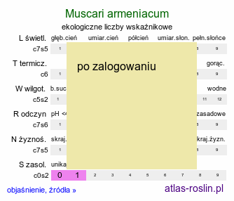 ekologiczne liczby wskaźnikowe Muscari armeniacum (szafirek armeński)