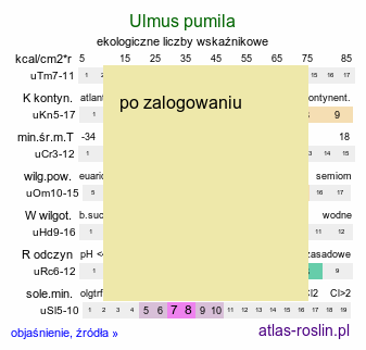 ekologiczne liczby wskaÅºnikowe Ulmus pumila (wiÄ…z syberyjski)