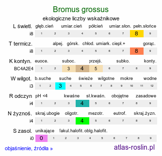 ekologiczne liczby wskaźnikowe Bromus grossus (stokłosa wielokwiatowa)