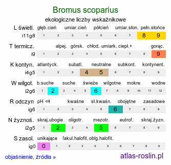 ekologiczne liczby wskaźnikowe Bromus scoparius (stokłosa miotłowa)