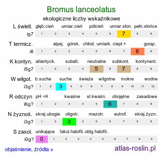 ekologiczne liczby wskaźnikowe Bromus lanceolatus (stokłosa długooścista)