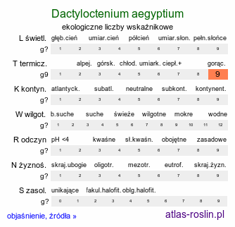 ekologiczne liczby wskaźnikowe Dactyloctenium aegyptium (palcogrzebień egipski)