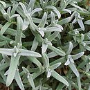 Cerastium tomentosum (rogownica kutnerowata)