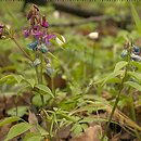 Lathyrus vernus (groszek wiosenny)