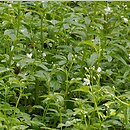 Cardamine amara (rzeżucha gorzka)