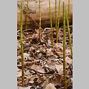 Equisetum fluviatile (skrzyp bagienny)