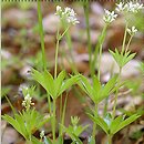 Galium odoratum (przytulia wonna)