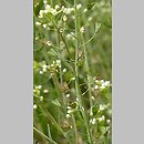 Capsella bursa-pastoris (tasznik pospolity)