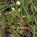 Viola arvensis (fiołek polny)