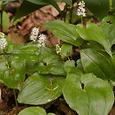 Maianthemum bifolium (konwalijka dwulistna)