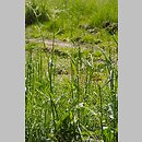 Rumex acetosa (szczaw zwyczajny)