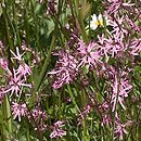 Lychnis flos-cuculi (firletka poszarpana)