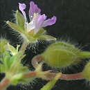 Geranium pusillum (bodziszek drobny)