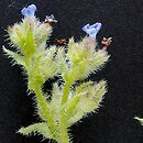 Anchusa arvensis (farbownik polny)