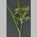 Scirpus sylvaticus (sitowie leśne)