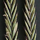 Elymus repens (perz właściwy)