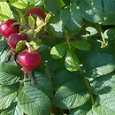 Rosa rugosa (róża pomarszczona)