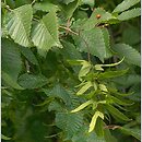 Carpinus (grab)