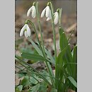 Galanthus nivalis (śnieżyczka przebiśnieg)