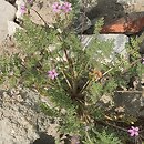 Erodium cicutarium (iglica pospolita)