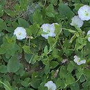 Convolvulus arvensis (powój polny)