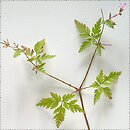 Geranium robertianum (bodziszek cuchnący)