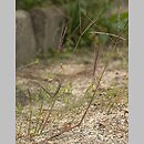 Digitaria sanguinalis (palusznik krwawy)