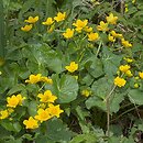 Caltha palustris (knieć błotna)