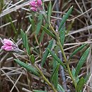 Andromeda polifolia (modrzewnica pospolita)