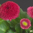 Bellis perennis (stokrotka pospolita)