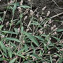 Polygonum persicaria (rdest plamisty)