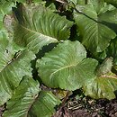 Rumex alpinus (szczaw alpejski)