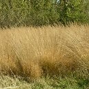 Molinia caerulea s.str. (trzęślica modra)