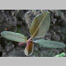 Amaranthus retroflexus siewka (rozwój szarłatu szorstkiego)