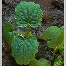 Lamium purpureum siewka (rozwój jasnoty purpurowej)