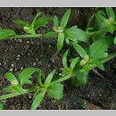 Veronica arvensis (przetacznik polny)