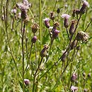 Cirsium arvense (ostrożeń polny)