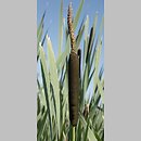 Typha latifolia (pałka szerokolistna)