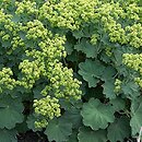 Alchemilla mollis (przywrotnik miękki)