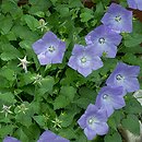 Campanula carpatica (dzwonek karpacki)