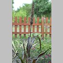 Pennisetum americanum (rozplenica amerykańska)