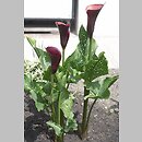 Zantedeschia (cantedeskia)