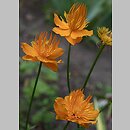 Trollius chinensis (pełnik chiński)