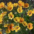 Nemesia strumosa (nemezja powabna)