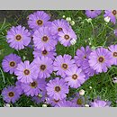 Brachyscome iberidifolia (czubatka ubiorkolistna)