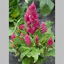 Celosia argentea (celozja srebrzysta)