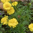 Tagetes patula (aksamitka rozpierzchła)