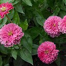 Zinnia elegans (cynia wytworna)