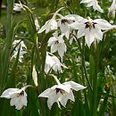 Acidanthera bicolor (acidantera dwubarwna)